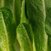 Close Up Photo of Fresh Lettuce